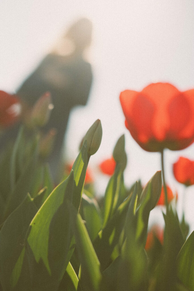 Outdoor maternity portrait in tulip farm and artist perspective