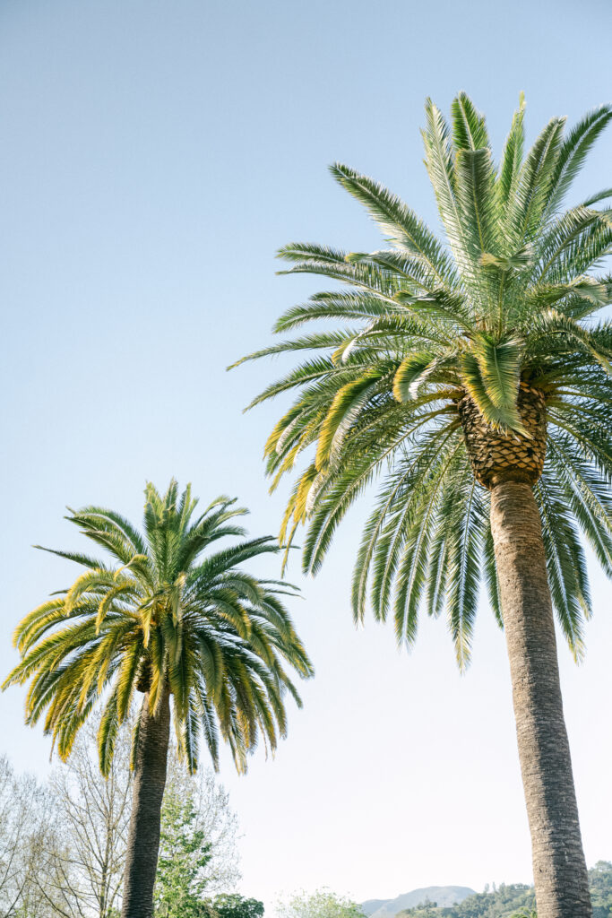 palm trees at solage calistoga california