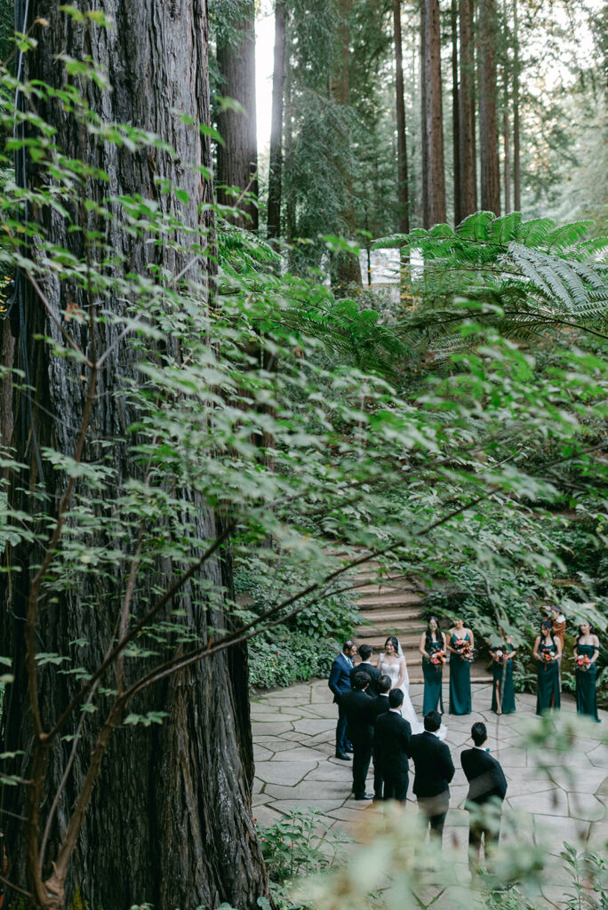 Redwood grove at nestldown