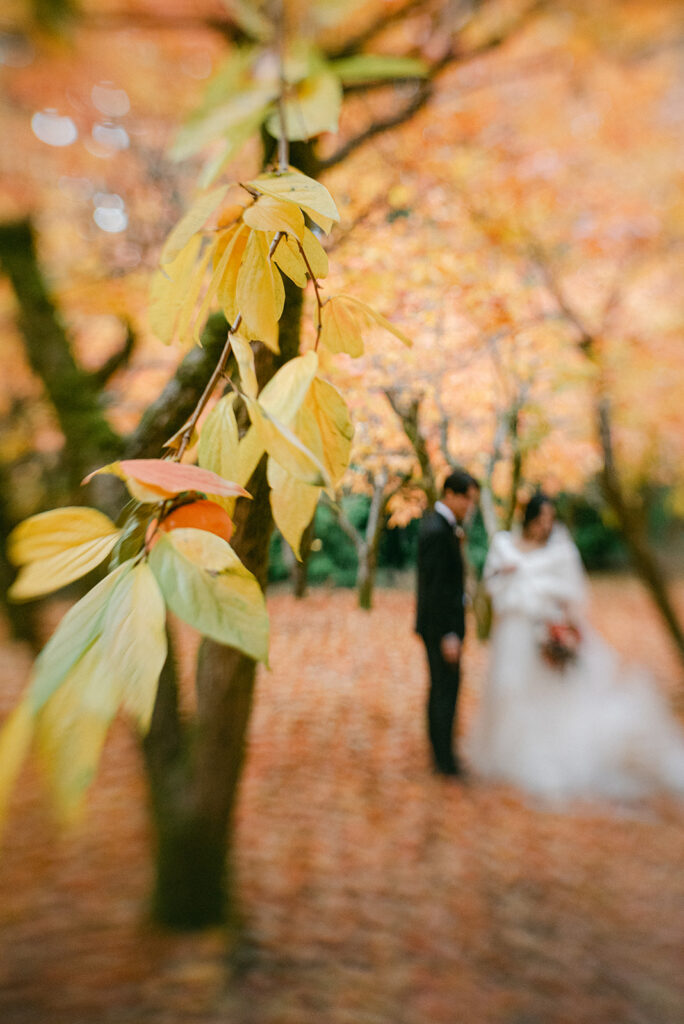 Persimon Grove at Nestldown